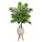 52" Areca Palm Tree in White Planter with Stand